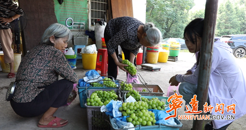 【永冲锋·拼经济·促发展】宁远：阳光玫瑰喜丰收 休闲采摘助增收2_副本500.png